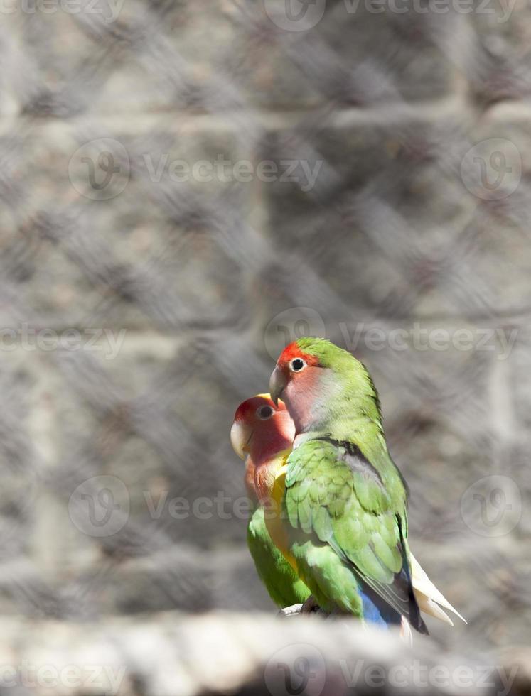 grüne Papageien, Nahaufnahme foto