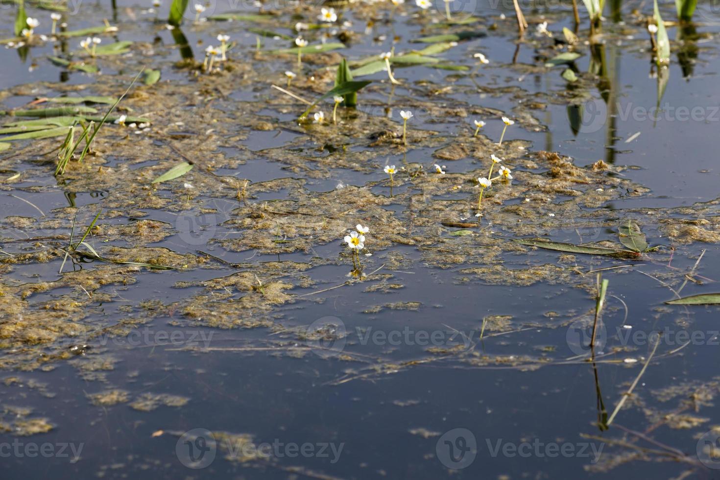 weiße Blüten, Nahaufnahme foto