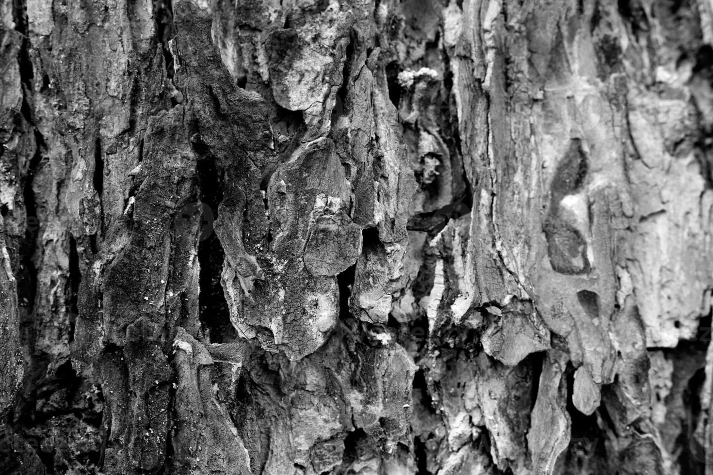 Detail der Baumrinde, schwarz und weiß foto
