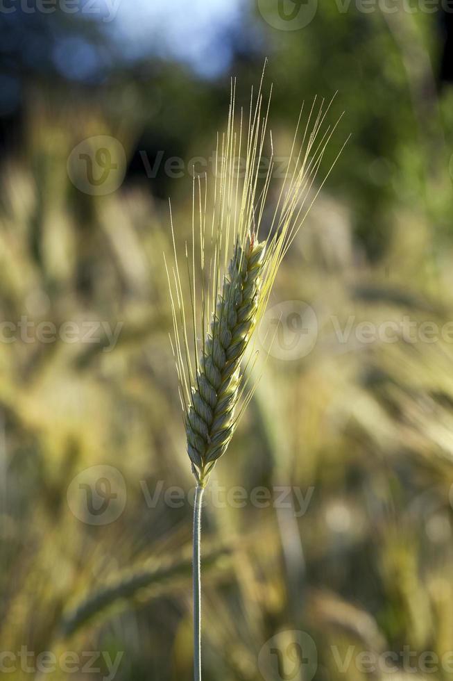 reifes gelbes Getreide foto