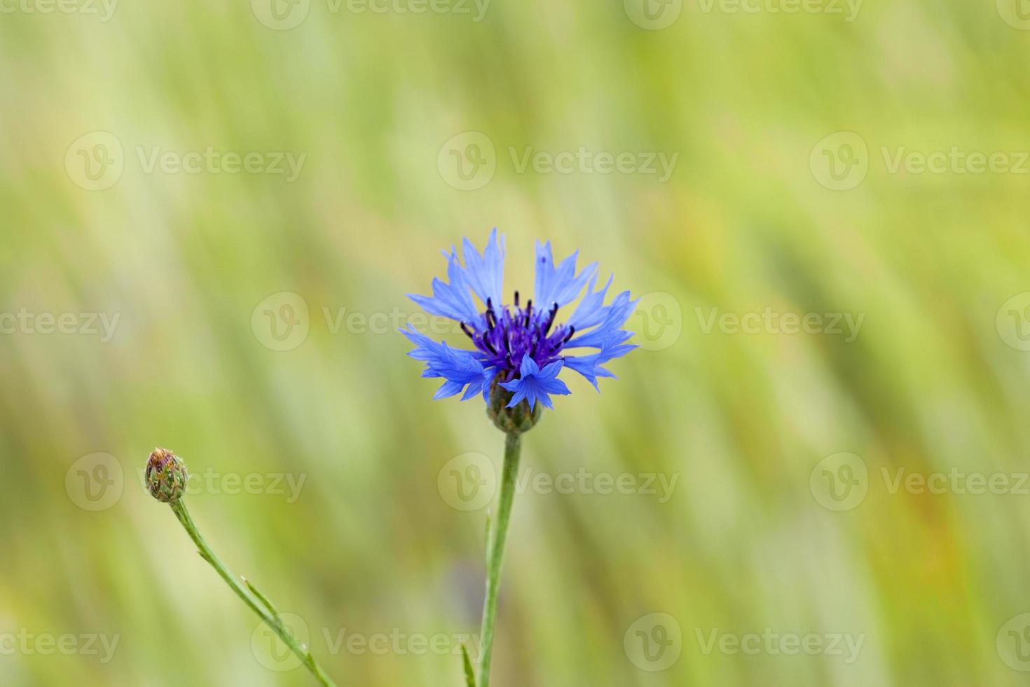 Kornblumenfeld, Nahaufnahme foto