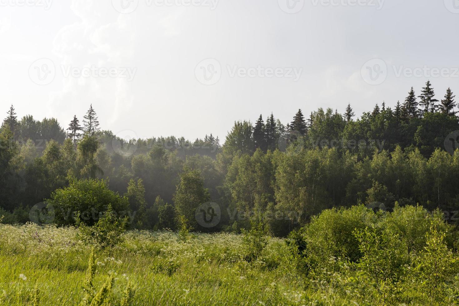 Nebeliger Abend nach Regen im Wald foto