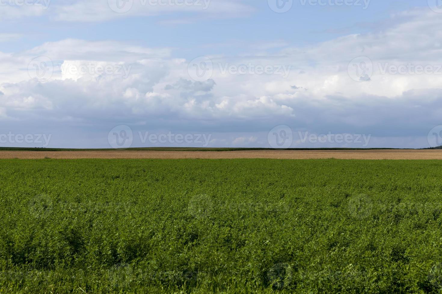 landwirtschaftliches Feld mit wachsenden Pflanzen für die Ernte von Lebensmitteln foto