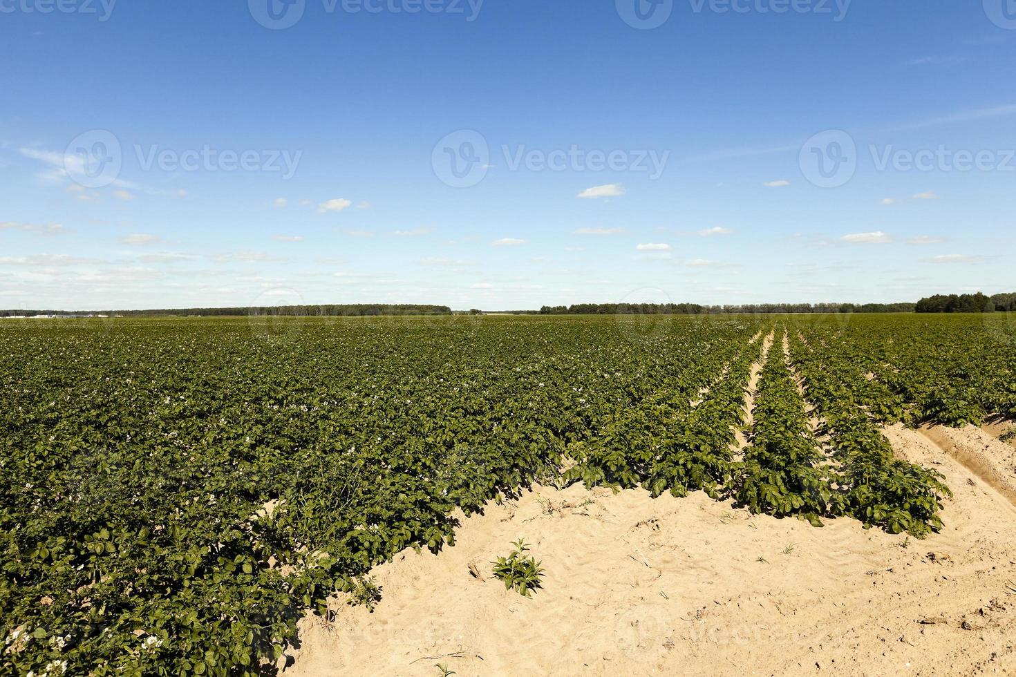 Feld mit Kartoffel foto