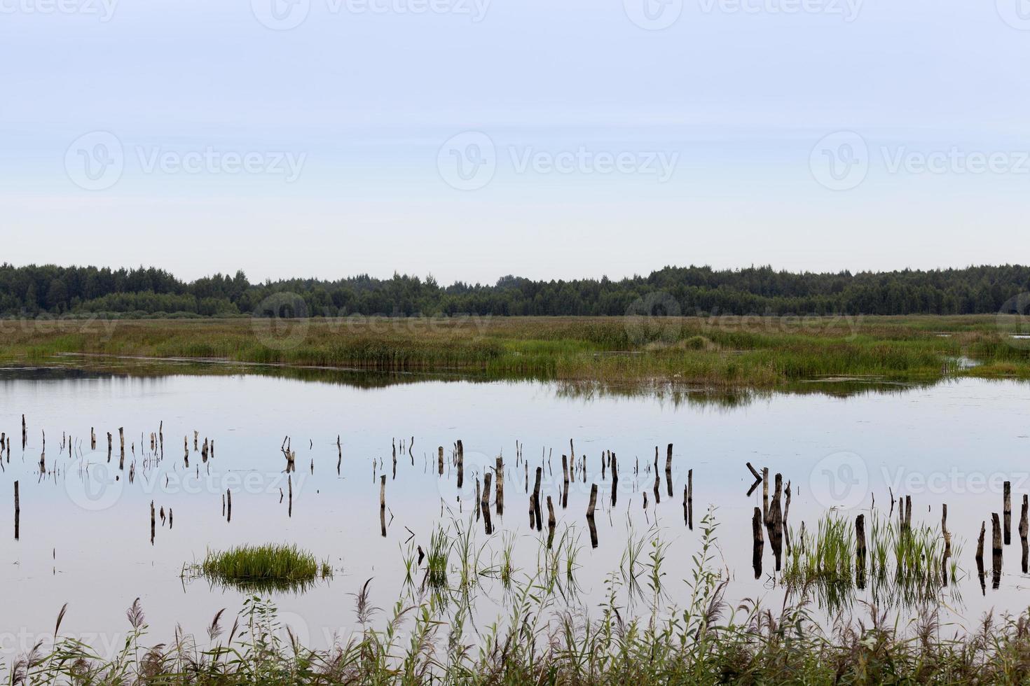 ein See mit verschiedenen Pflanzen foto