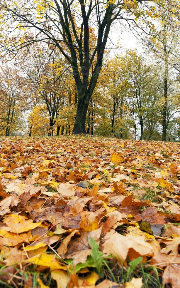 Ahornpark im Herbst foto