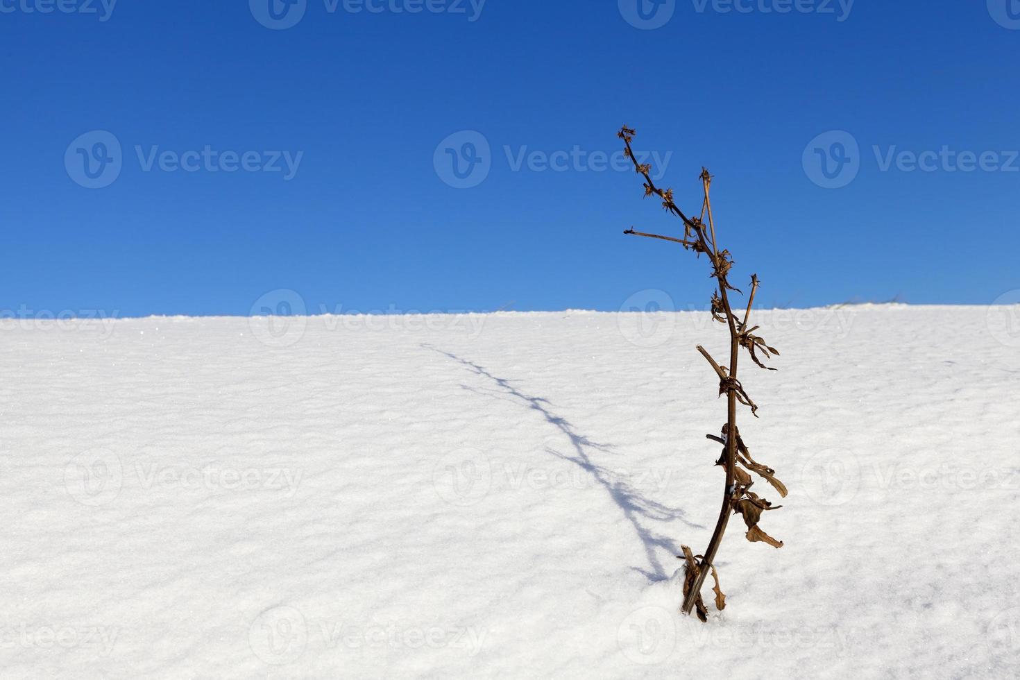 trockenes Gras unter dem Schnee foto