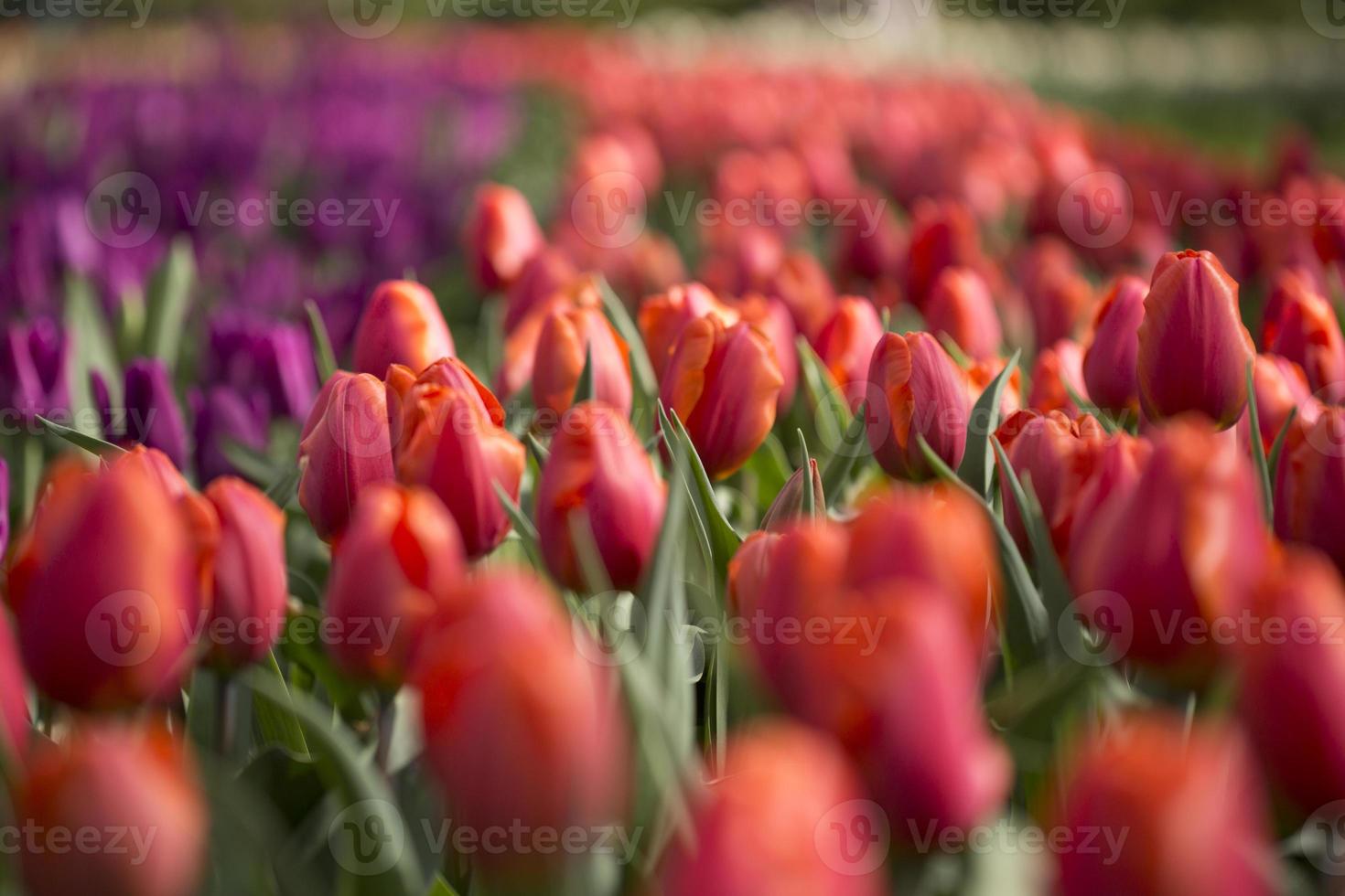 rote und lila Tulpen foto