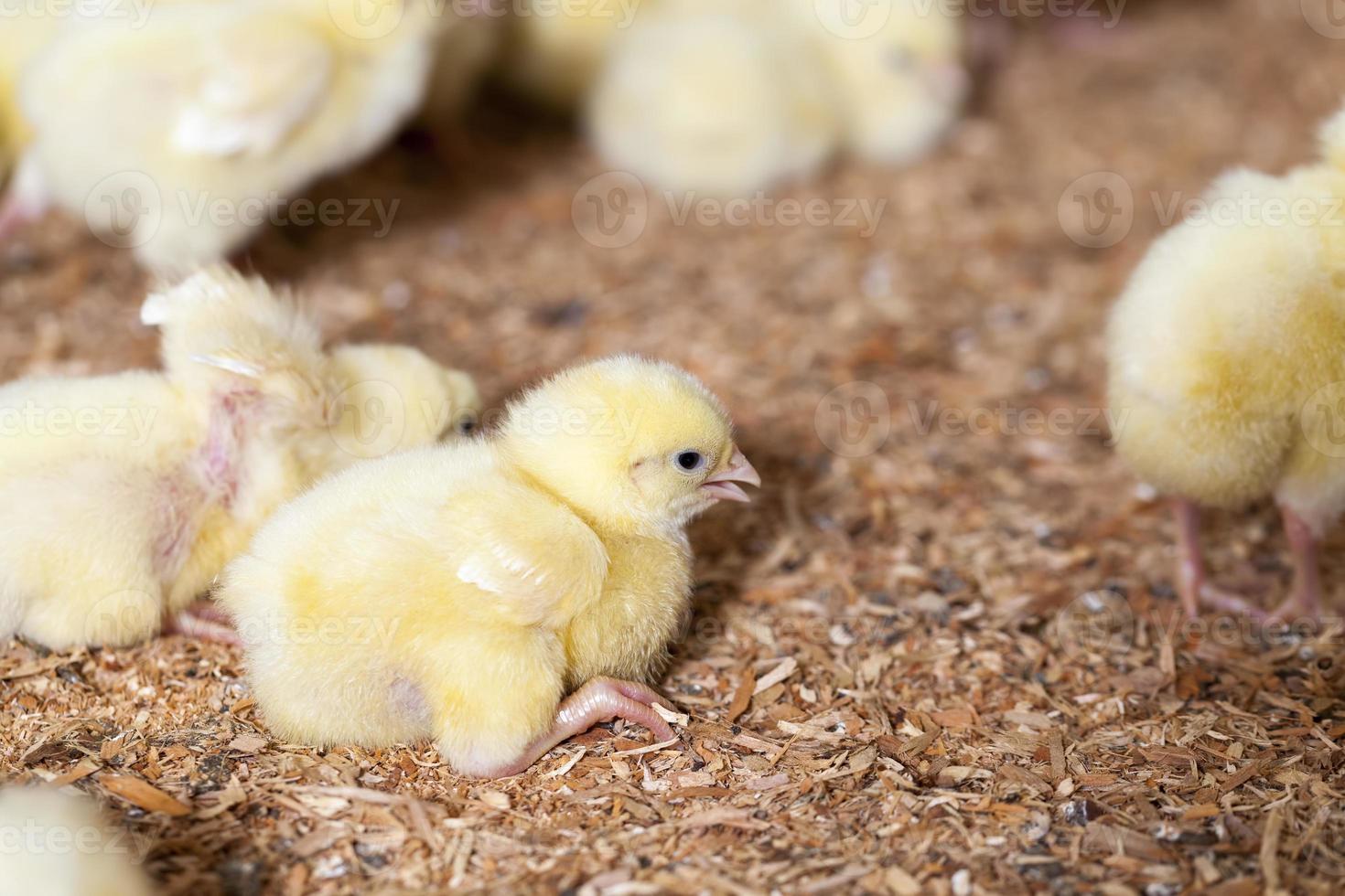 Hühnchen wird für Fleisch und andere Produkte gezüchtet foto