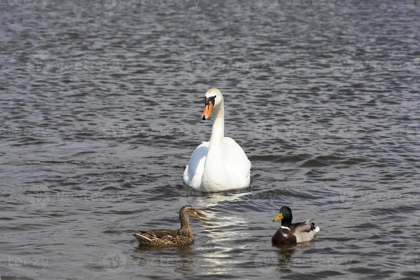 Wasservögel Schwan auf dem See foto