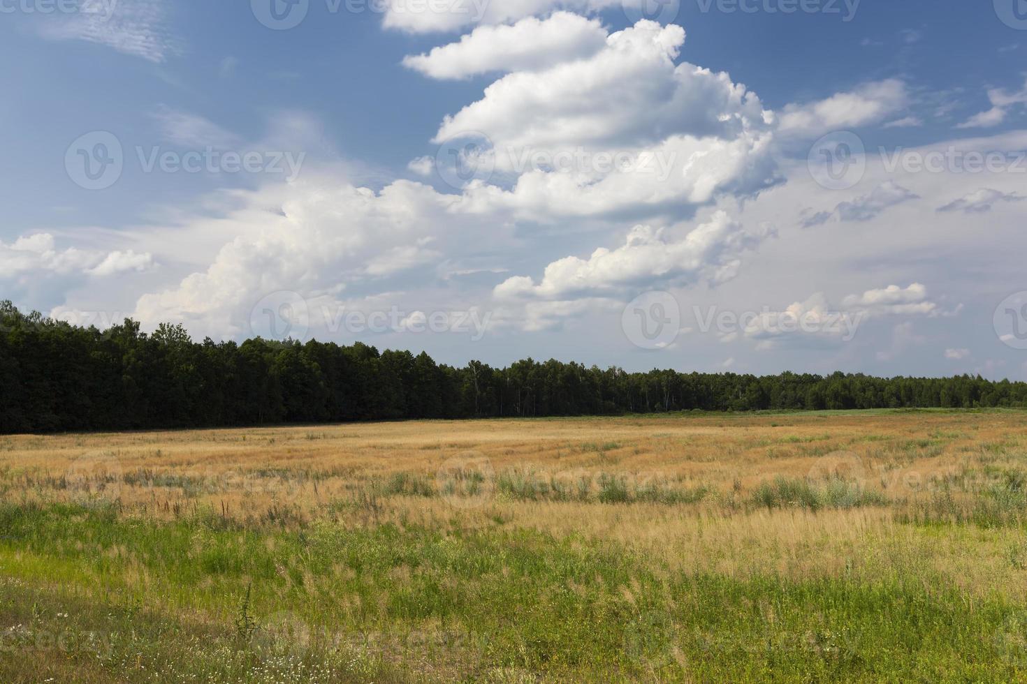 Mischwald mit Bäumen und Sträuchern foto