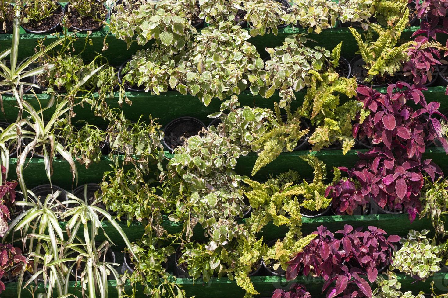 Blumen auf der Straße in der Stadt zur Dekoration im Sommer foto