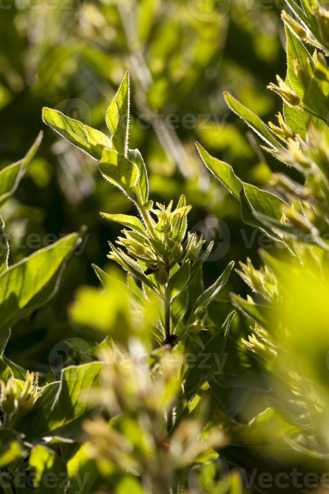 grüne Pflanzen und Gras aus nächster Nähe foto