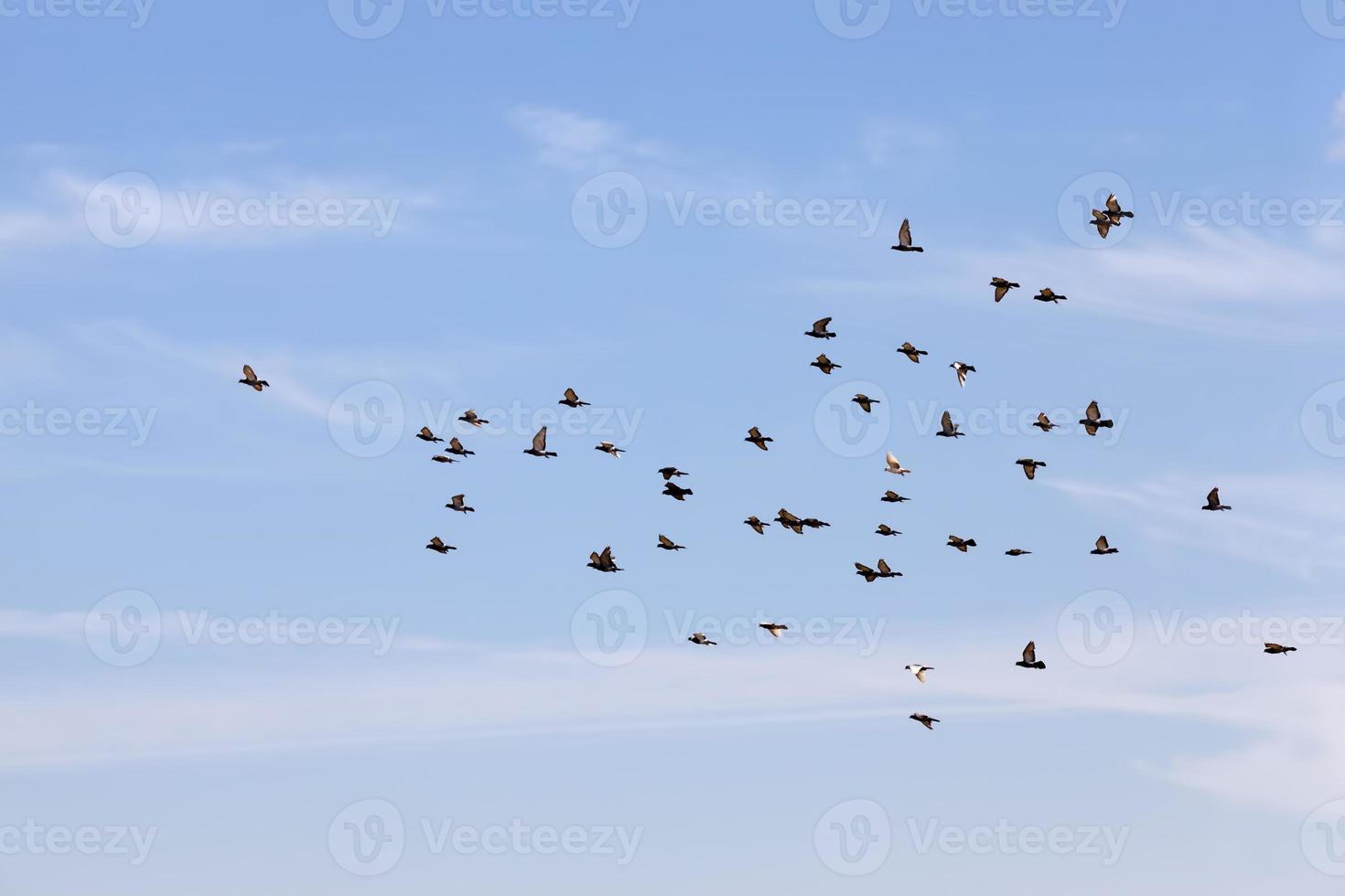 Ein Schwarm Tauben fliegt in den blauen Himmel foto