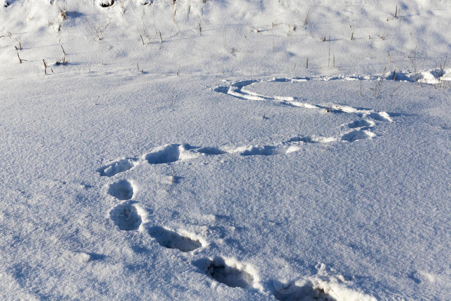 Fußspuren in tiefen Schneeverwehungen in der Wintersaison foto