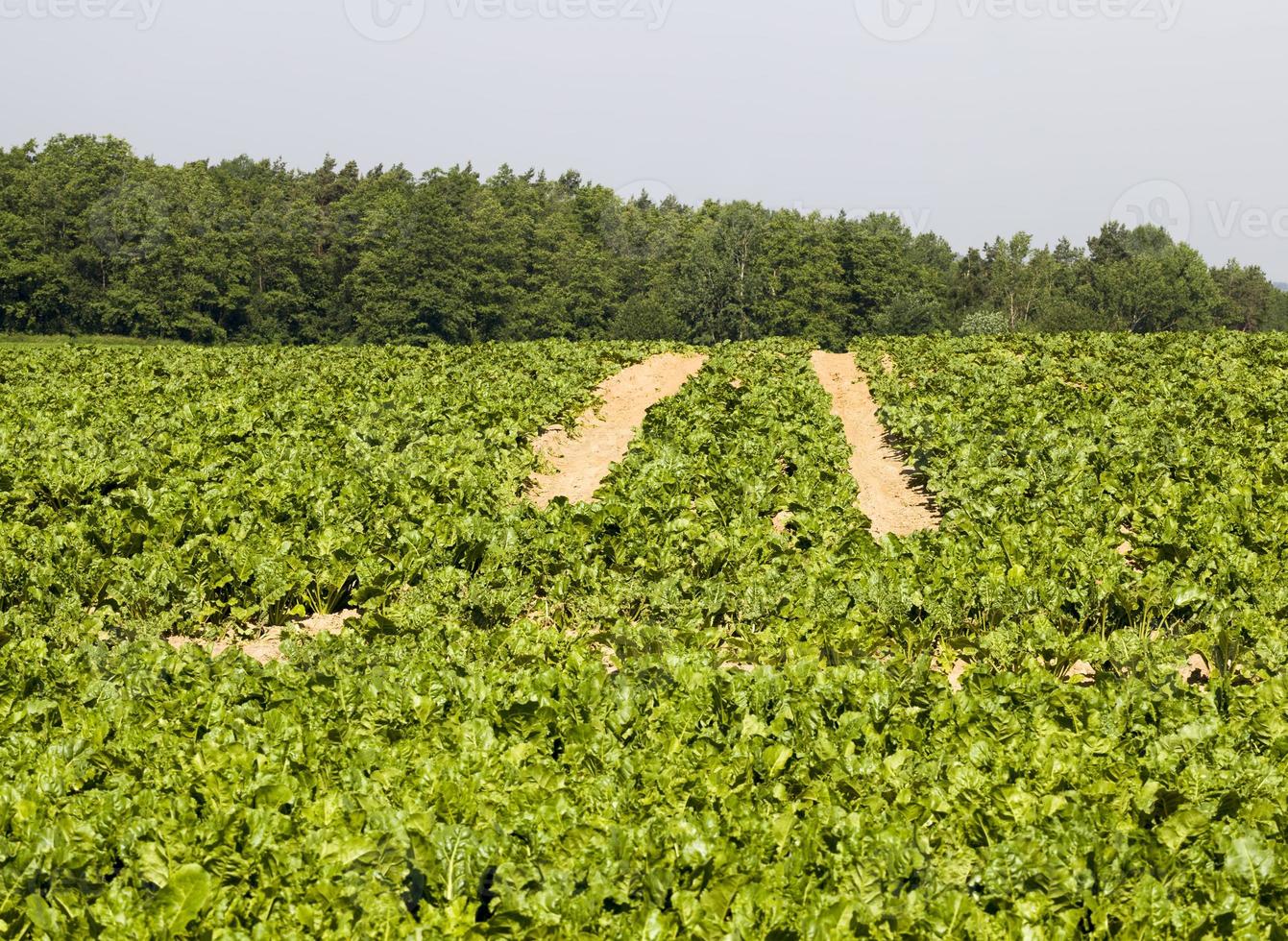 landwirtschaftliche Fläche, auf der Zuchtrübensorten angebaut werden foto