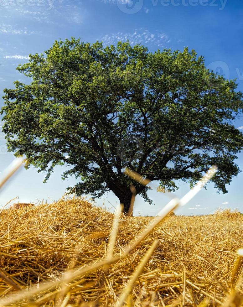 schöne grüne Eiche und goldenes Stroh foto