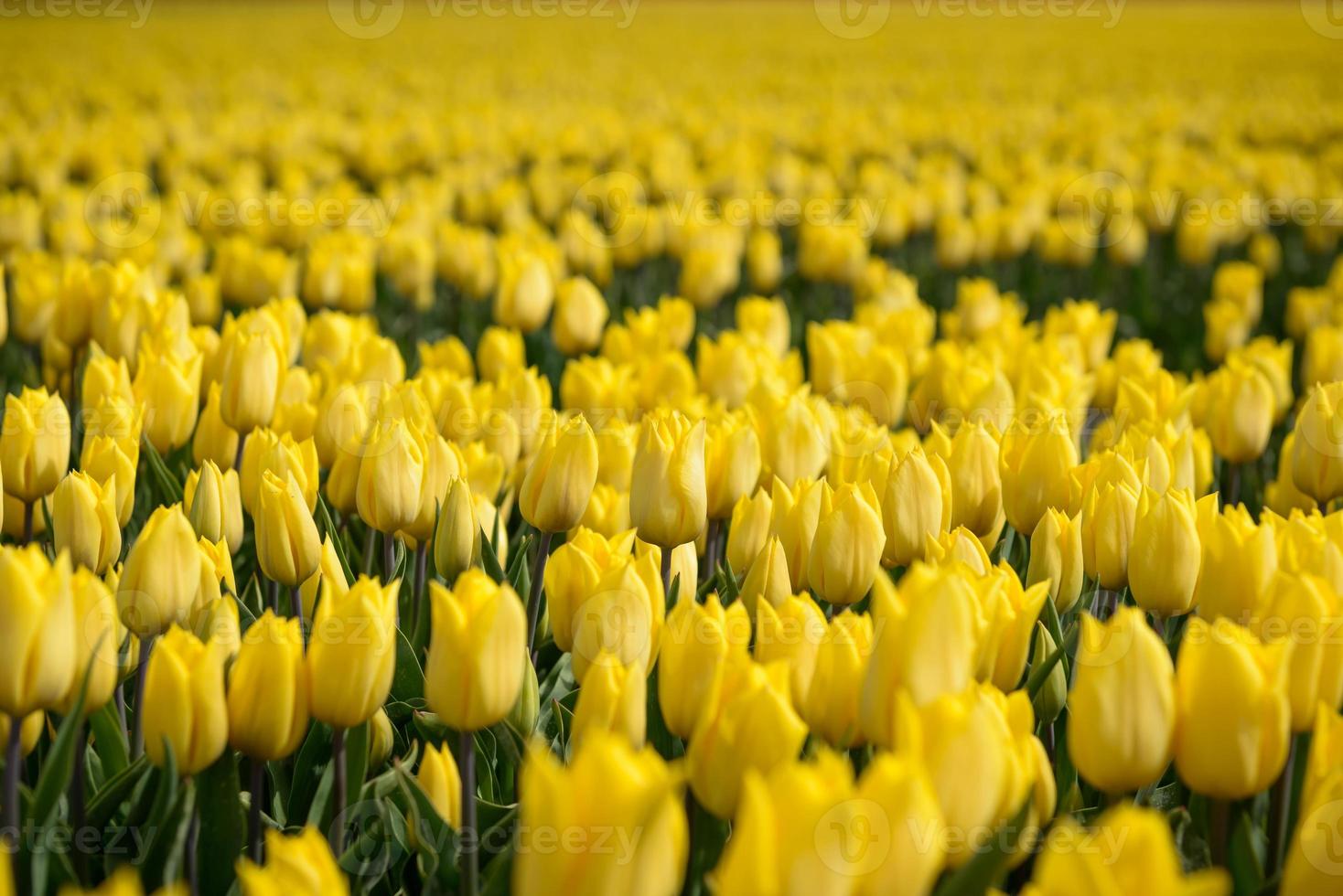 Gruppe von gelben Tulpen auf dem Feld foto