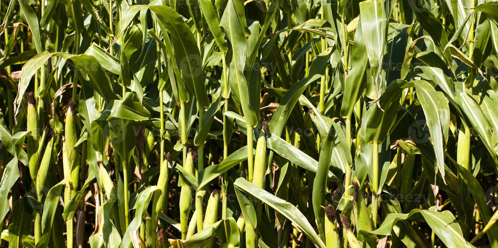 grüner Mais aus nächster Nähe foto