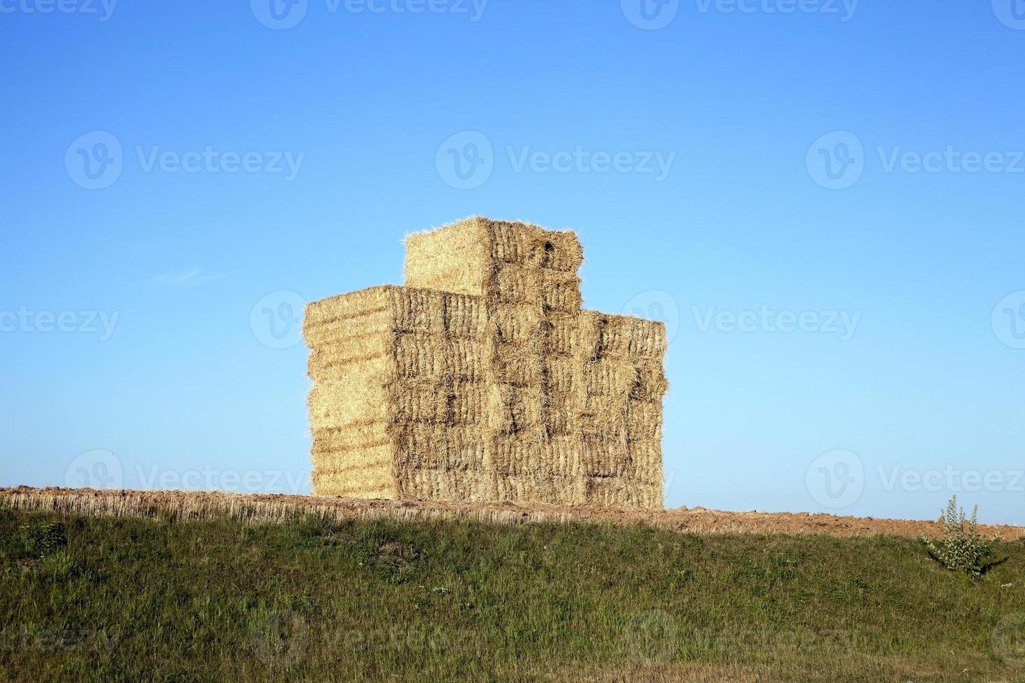 Stapel Weizenstroh foto