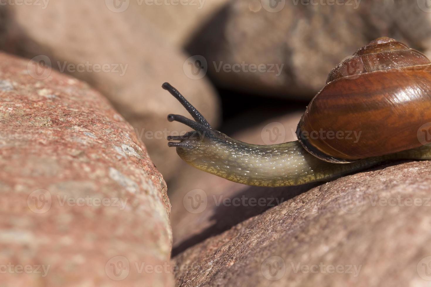 sonniges Wetter im Sommer oder Frühling und Traubenschnecke foto