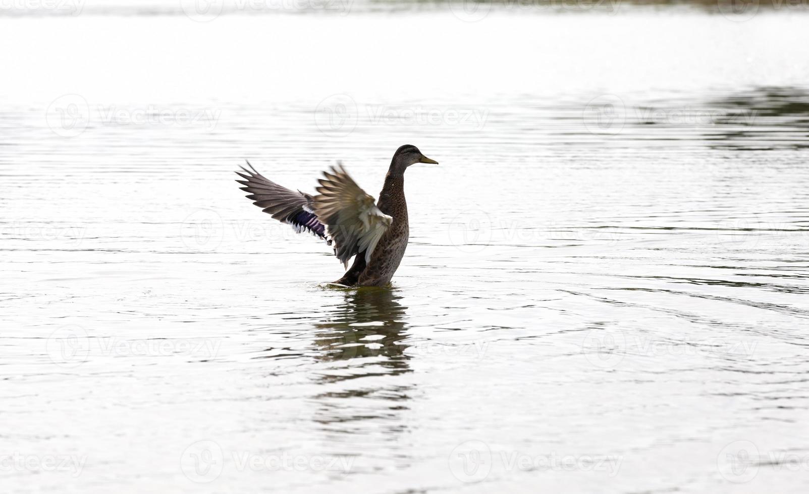 echte lebende Enten in freier Wildbahn, wilde Enten von Wasservögeln foto