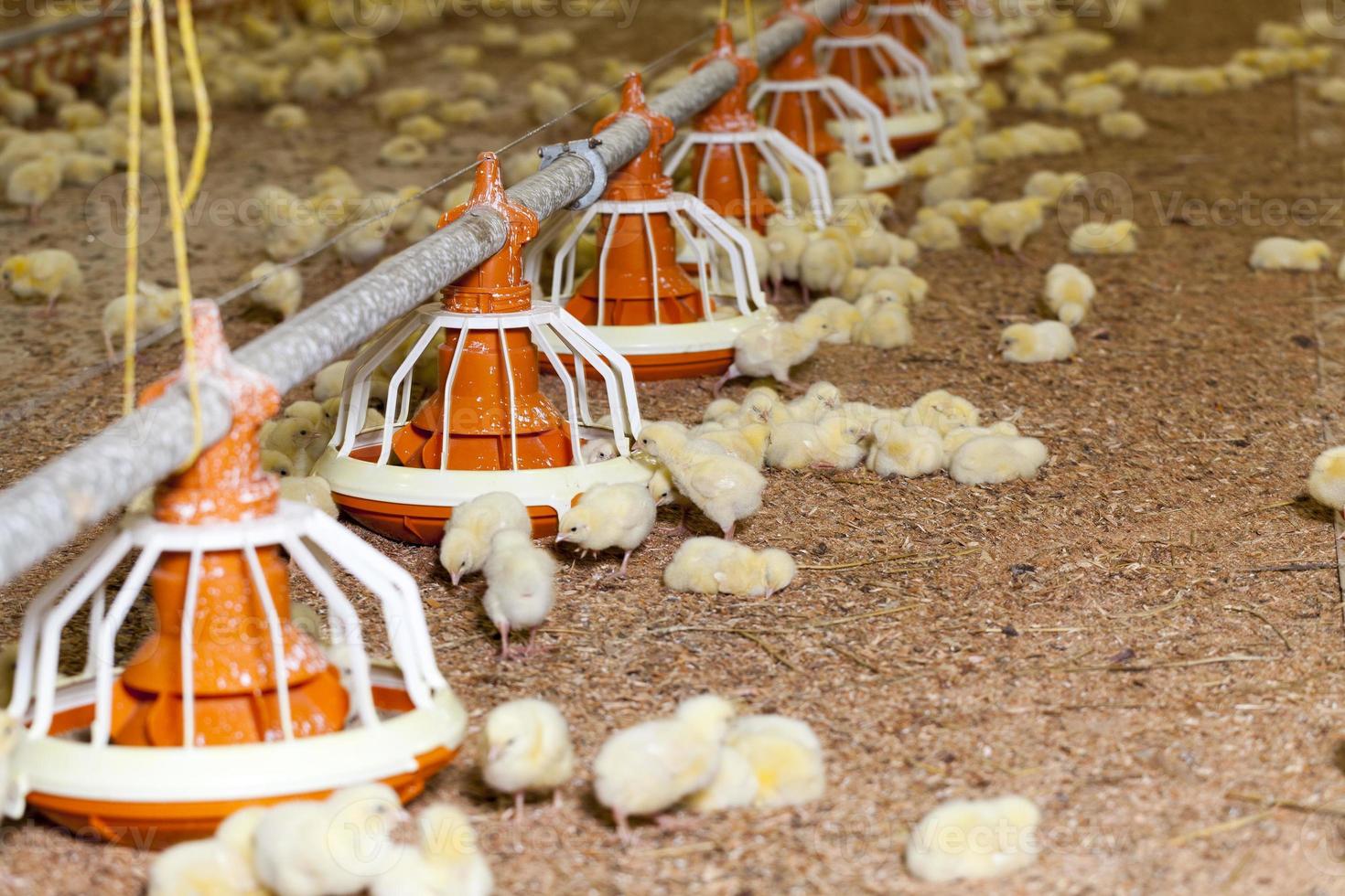 Gentechnisch verändertes weißes Fleischhuhn in einer Geflügelfarm foto