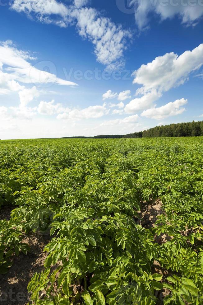 landwirtschaftliche Feldkartoffeln foto