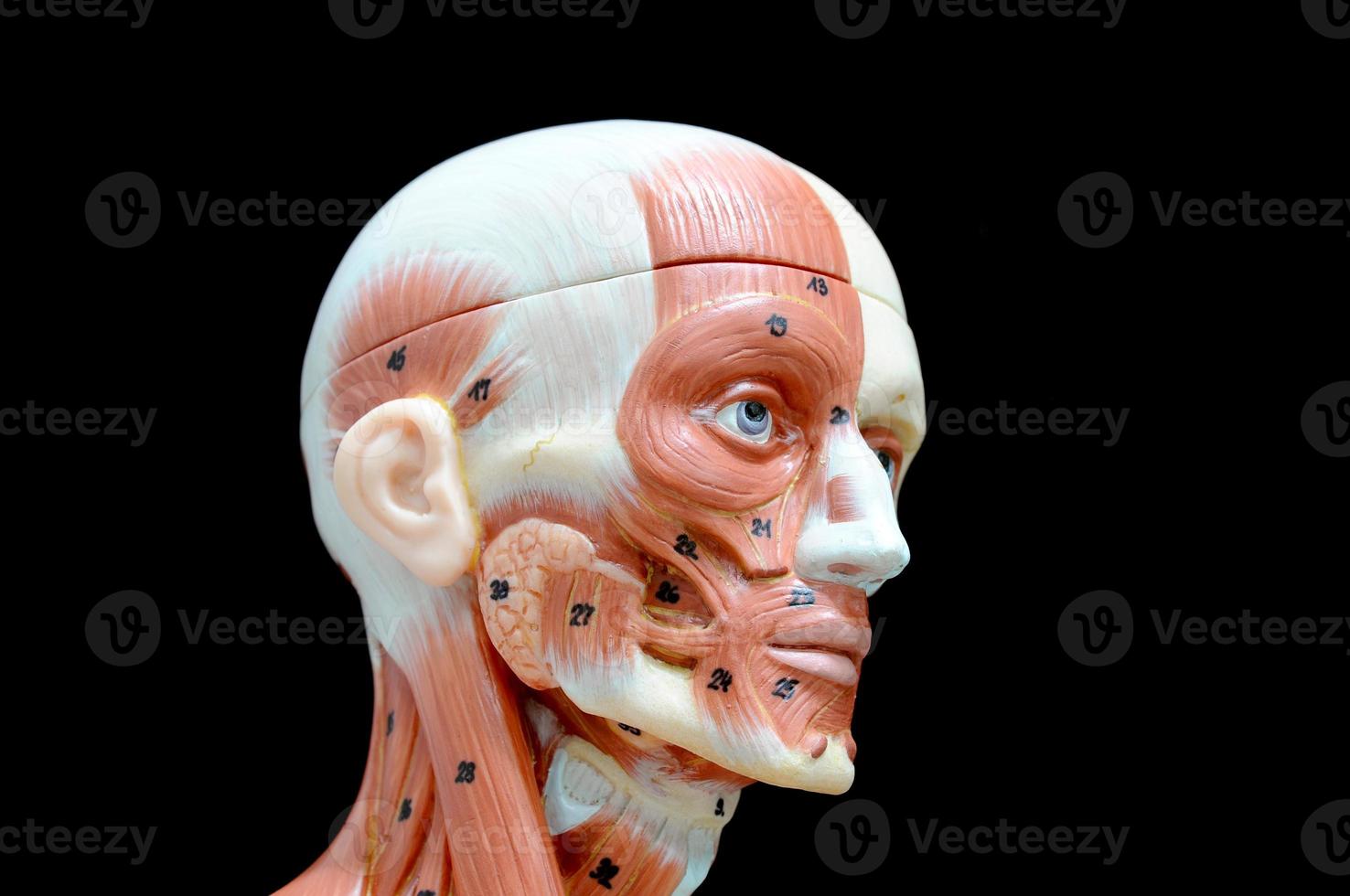 Muskel des Gesichts menschlich foto