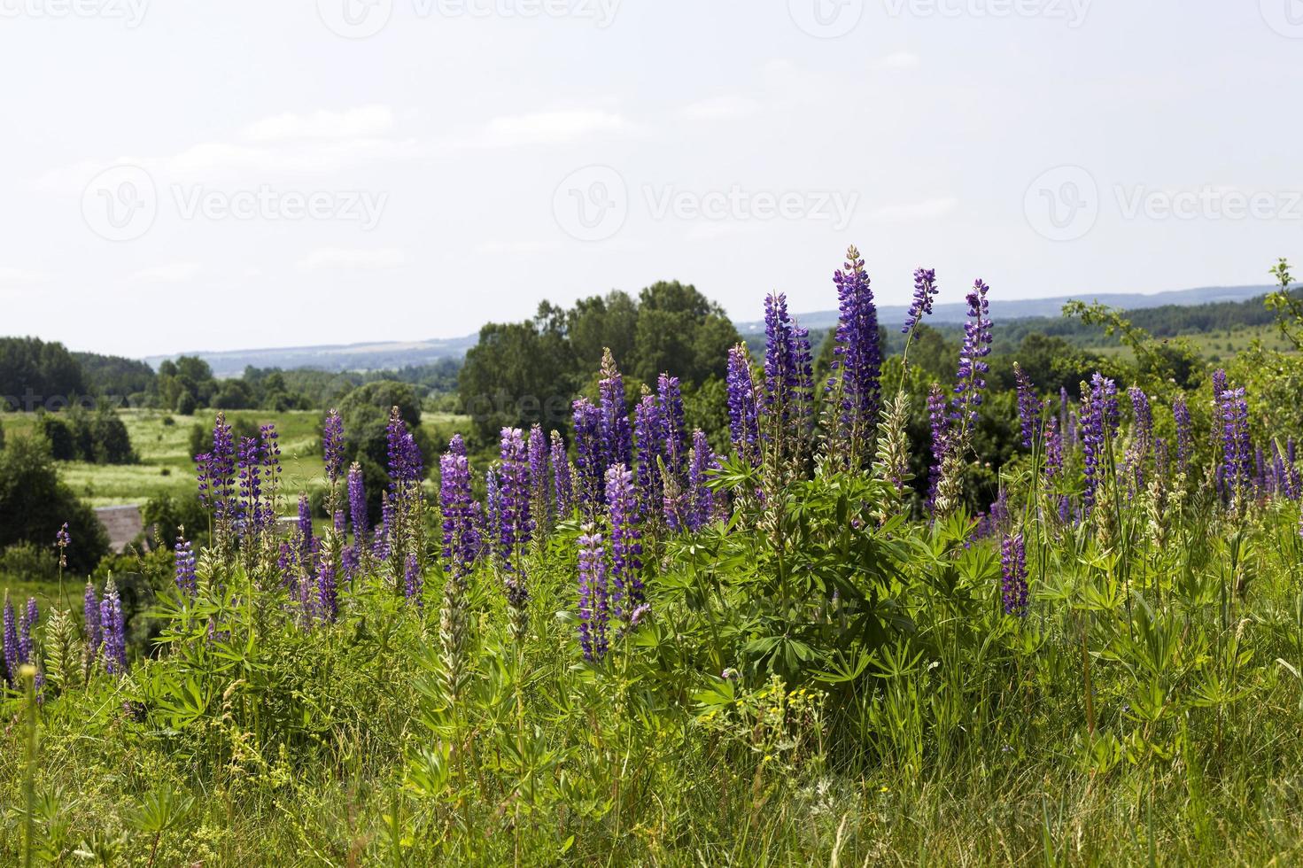 blaue Lupinenblumen, die auf einem erhöhten Hügel wachsen foto