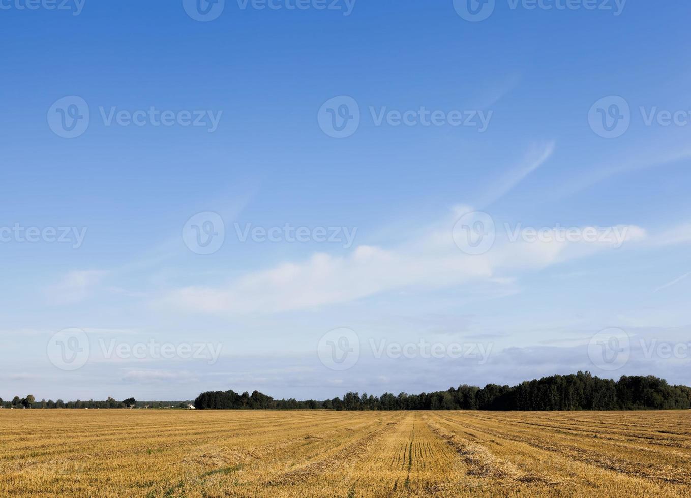 ein landwirtschaftliches Feld foto