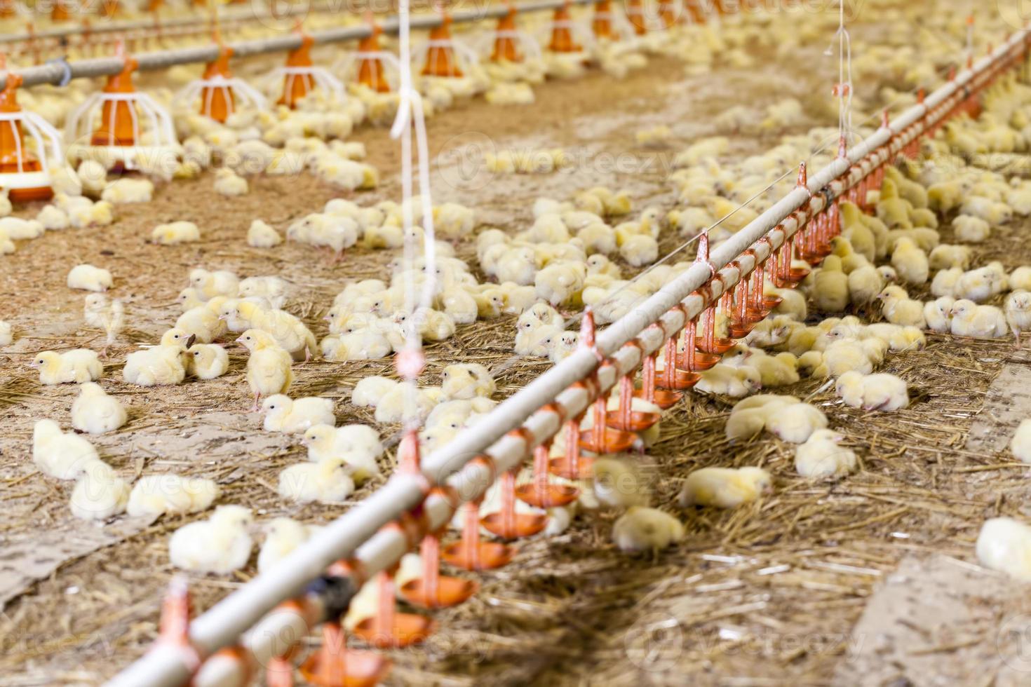 Hühnerküken mit weißem Fleisch auf einer Geflügelfarm foto