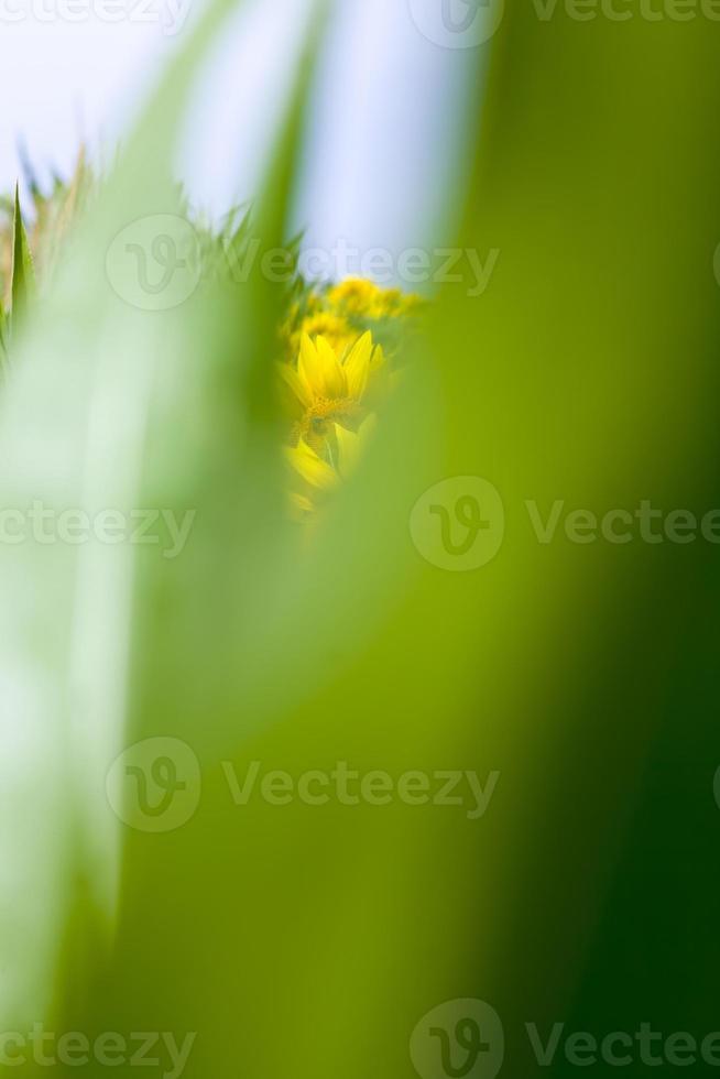 leuchtend gelbe Blütenblätter auf gelben Sonnenblumen foto