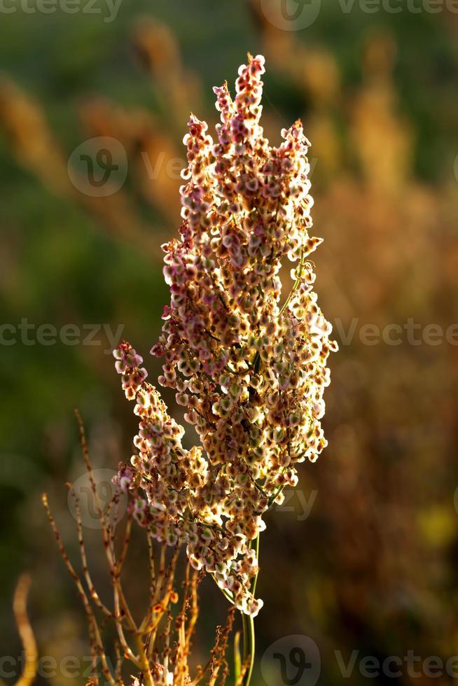 gelbes trockenes Gras foto