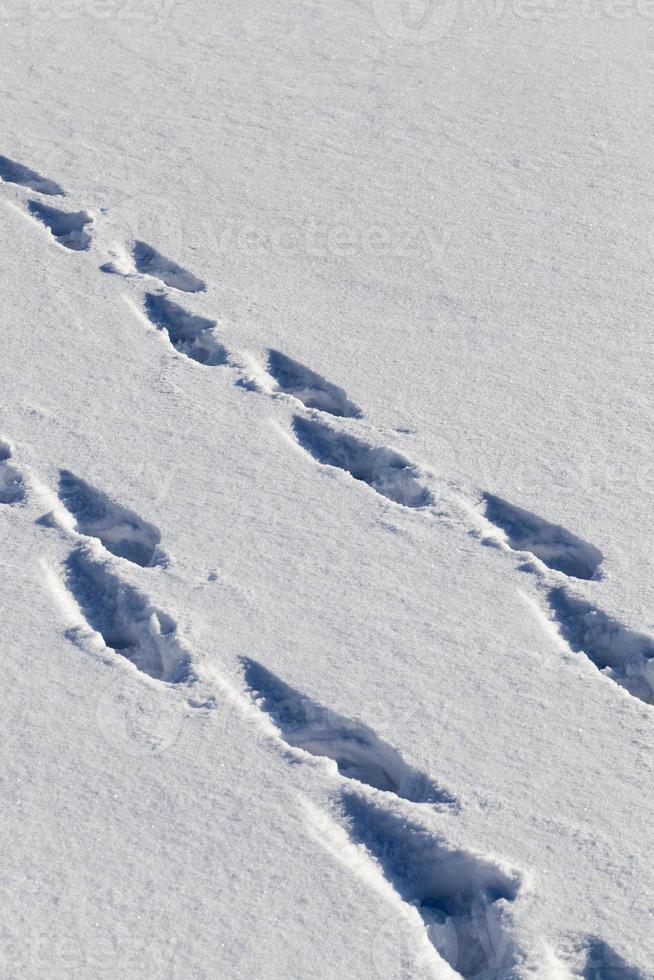 Fußspuren und Dellen im Schnee foto