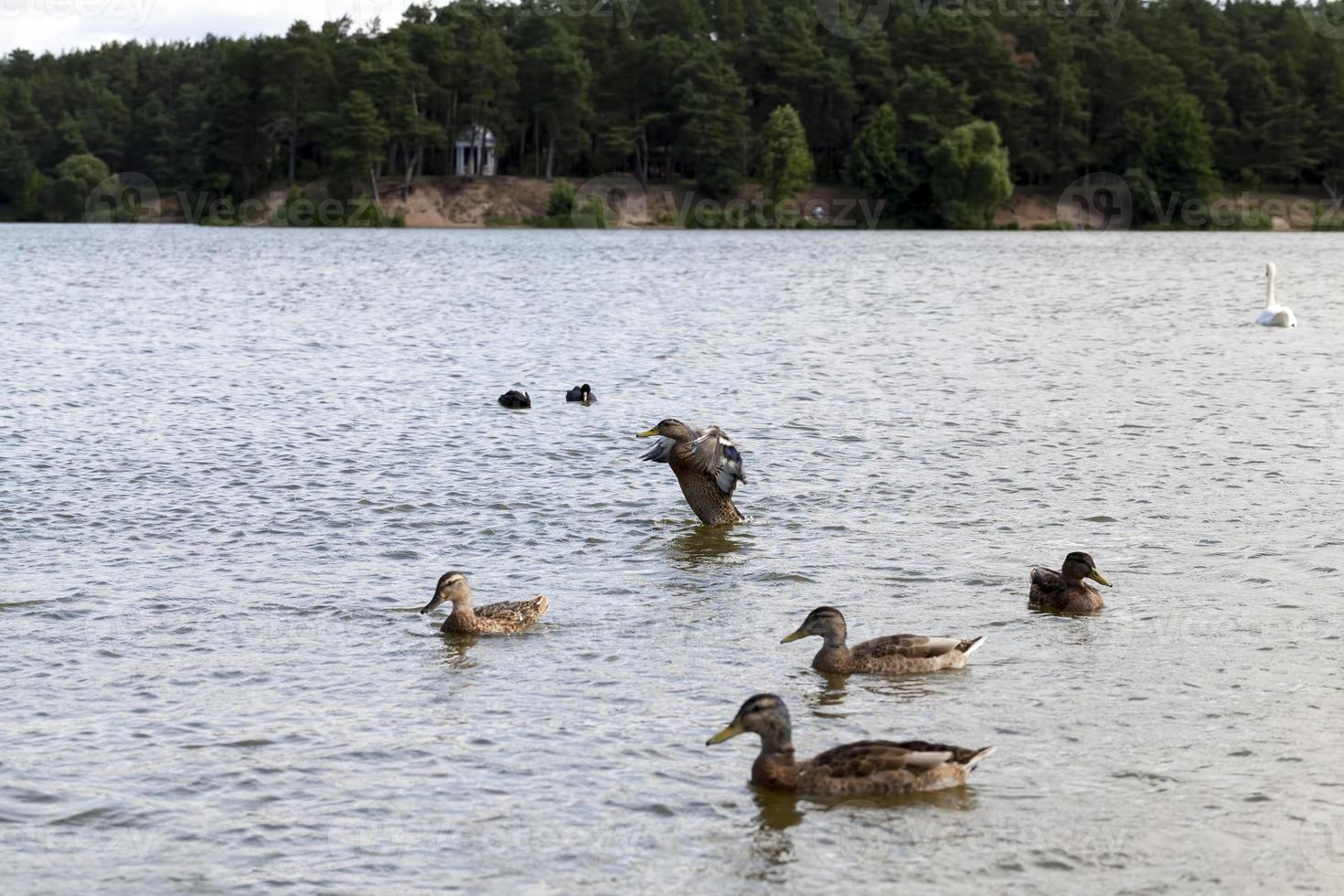 wilde Natur mit Wasservögeln foto