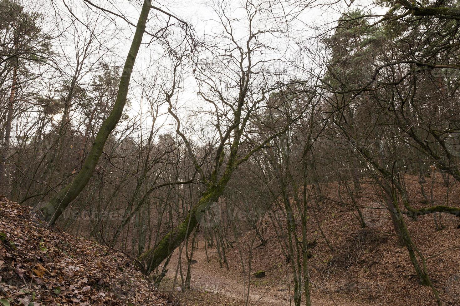 Wald im Herbst foto