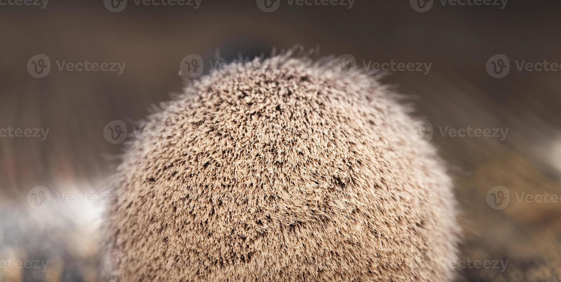 eine große Anzahl Kosmetikpinsel foto