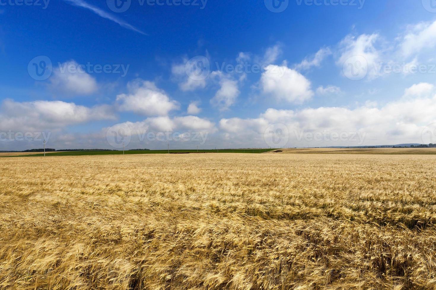 Feld mit reifem Roggen foto