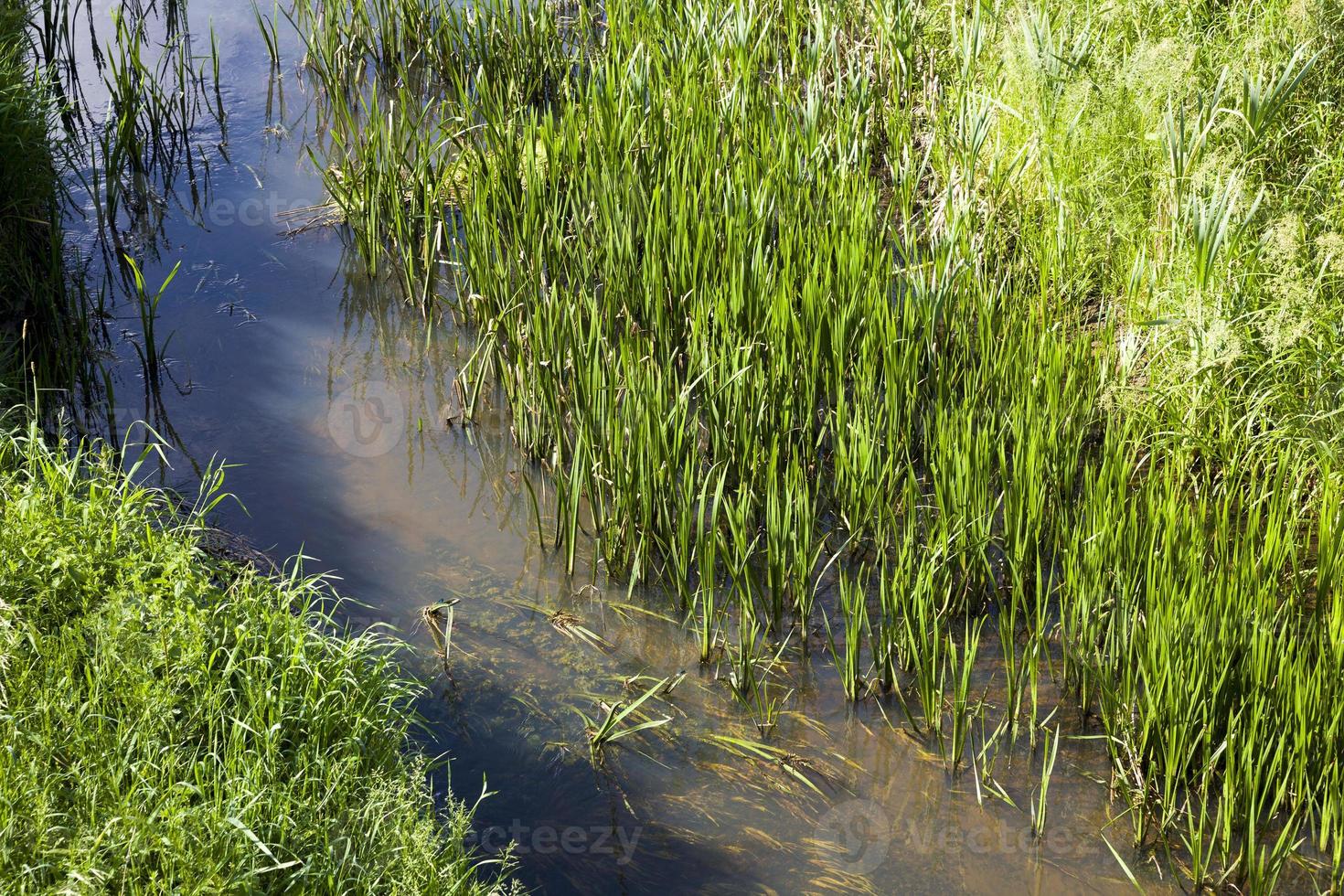 schmutziges Wasser in einem See oder Fluss foto