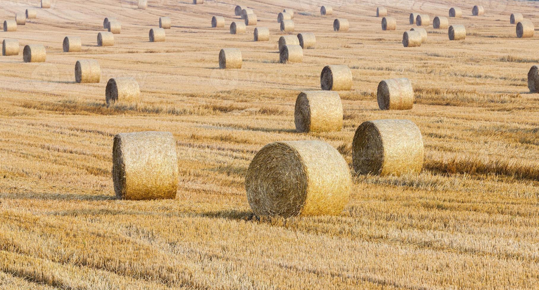 Ernte von reifem Getreide foto