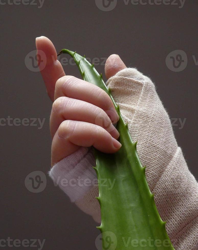 Hand mit Verband, der Aloe Vera Blatt hält foto