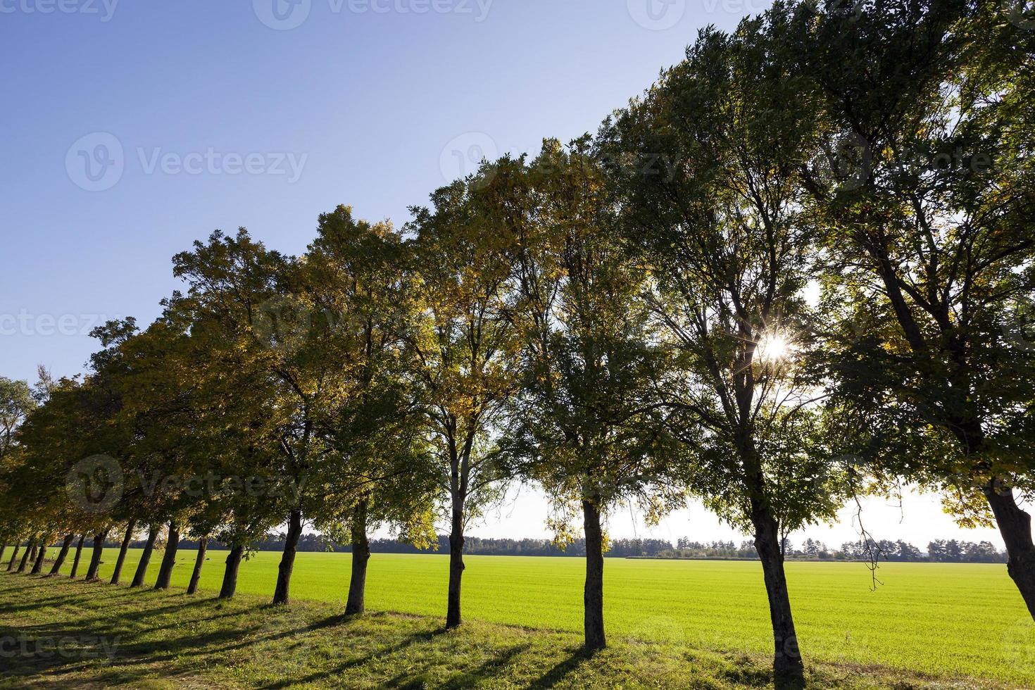 Herbstbäume am Straßenrand foto