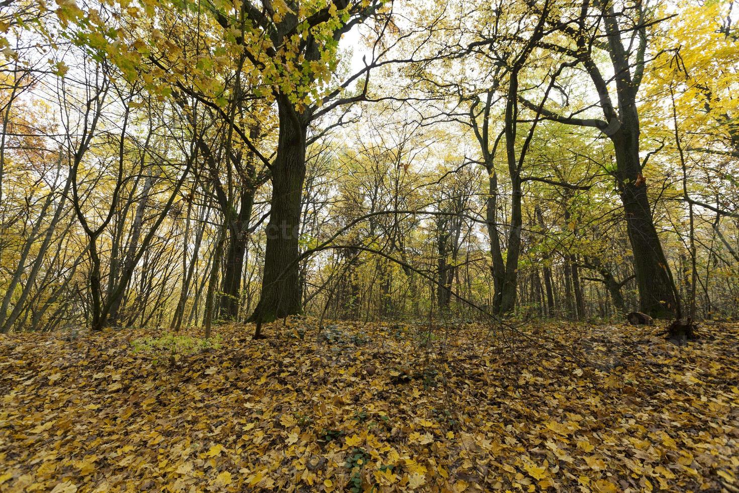 zu Boden gefallenes Laub von Laubbäumen foto