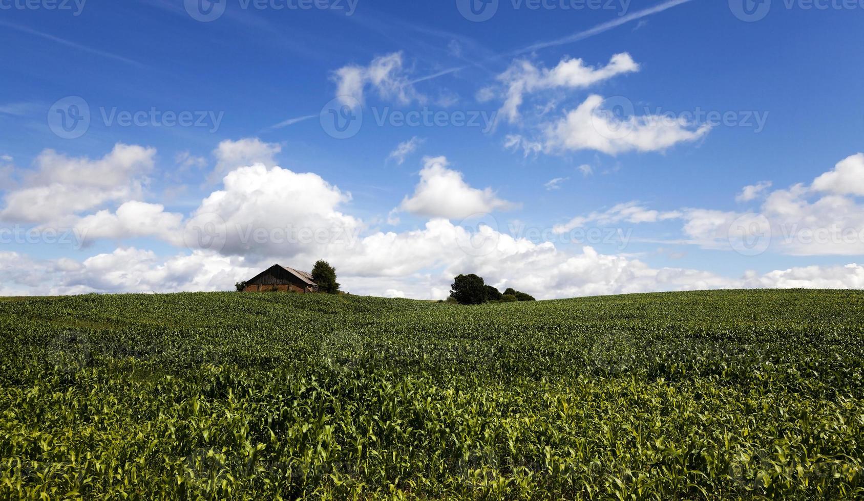 Maissprossen, Nahaufnahme foto