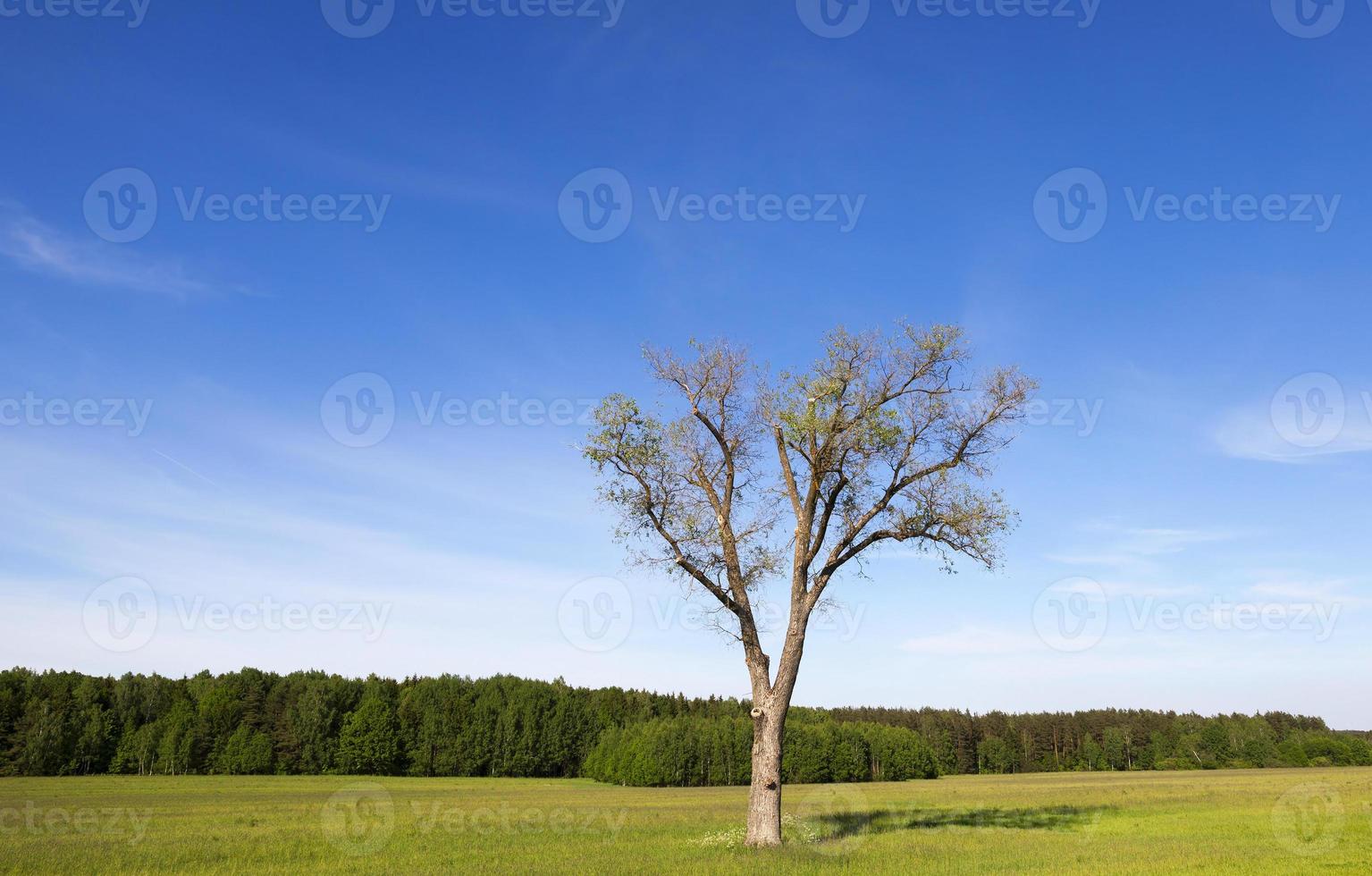 Landschaft mit einem Baum foto