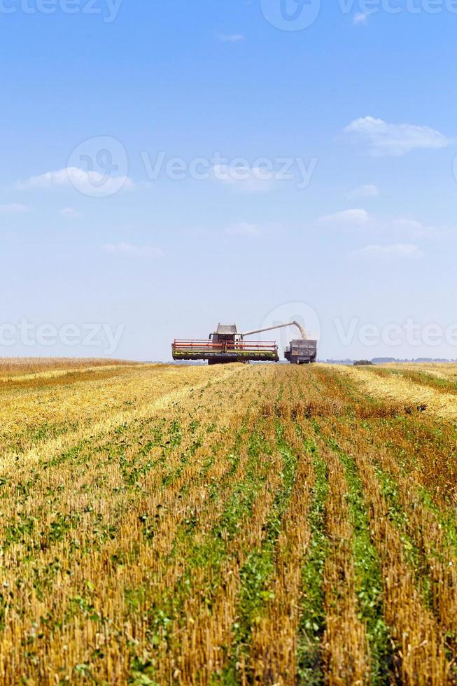 Ernte von Weizen, Getreide foto