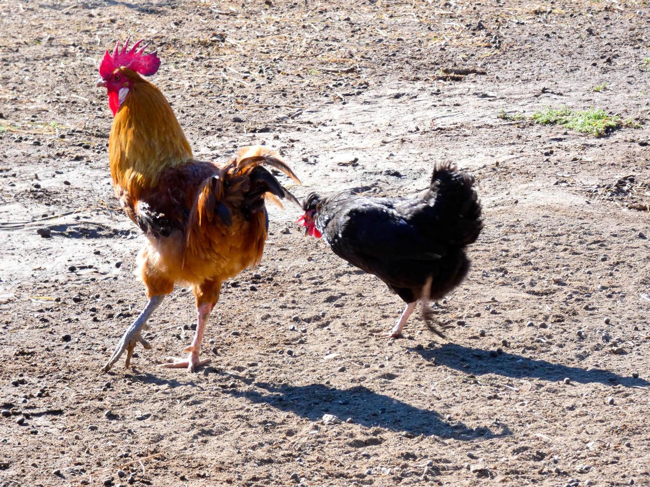 halbfreilaufende, biologische und gesunde Hühner foto