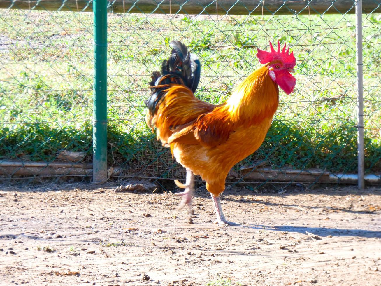 halbfreilaufende, biologische und gesunde Hühner foto