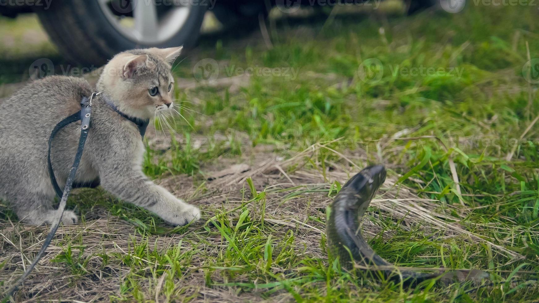 britische kurzhaarkatze, die in der nähe von speerfischen von süßwasserfischen auf gras beim camping geht foto